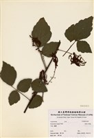 藏品(波葉山螞蝗)的圖片